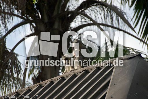 Grüne Meerkatzen (62 von 67).jpg